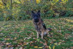 Un King Shepherd au pelage tricolore, assis dans un jardin et portant un harnais
