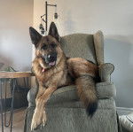 Un King Shepherd au pelage bicolore , allongé sur un divan et portant un collier autour du cou 