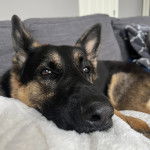 Un King Shepherd au pelage bicolore , allongé et semblant détendu 