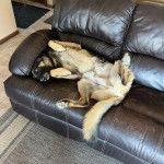 Un King Shepherd au tricolore , allongé sur un divan, les pattes repliées, et regardant la caméra.