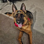 Un King Shepherd au pelage bicolore , allongé sur un tapis , la gueule ouverte et portant un collier autour du cou