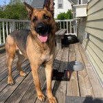 Un King Shepherd au pelage bicolore , debout sur un plancher de bois , la langue pendante hors de sa gueule