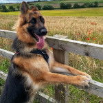 Un King Shepherd au pelage bicolore, contre une clôture en bois, portant un harnais et tirant la langue