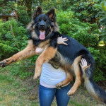 Un King Shepherd au pelage bicolore noir et fauve, dans les bras d'une personne et tirant la langue 