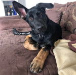 Un King Shepherd au pelage bicolore, allongé dans un canapé et portant un collier au cou