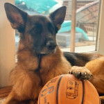 Un King Shepherd au pelage bicolore, allongé et tenant dans une de ses pattes, une balle de basket