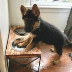 Un King Shepherd au pelage bicolore, ayant ses pattes avant posées dans mini évier