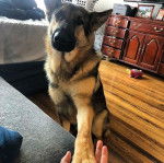 Un King Shepherd assis sur un parquet, et ayant une patte posée dans les mains d'une personne