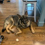 Un King Shepherd au pelage bicolore, allongé sur un parquet et regardant la caméra