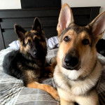Deux King Shepherd aux pelages bicolores, allongées sur un lit.