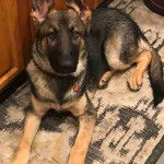 Un King Shepherd au pelage bicolore, allongé sur un tapis et portant un collier au cou