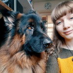 Profil d'un King Shepherd au pelage bicolore, à côté d'une jeune fille