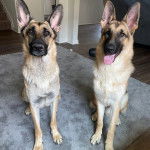 Deux King Shepherd assis sur un tapis, dont l'un tirant la langue 