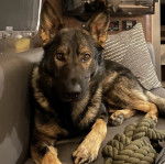 Un King Shepherd au pelage bicolore, allongé dans un canapé et regardant la caméra