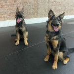 Deux King Shepherd aux pelages bicolores, assis et ayant la langue pendante 