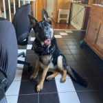 Un King Shepherd au pelage bicolore, assis sur un sol carrelé et portant un foulard autour du cou