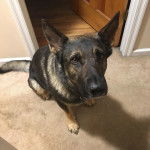 Un King Shepherd au pelage tricolore, assis sur un tapis et regardant  la caméra de haut