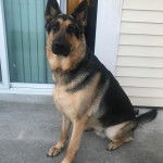 Un King Shepherd au pelage bicolore, assis à côté d'une porte et regardant la caméra