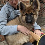 Un King Shepherd au pelage bicolore, assis sur les cuisses d'une jeune fille et regardant la caméra