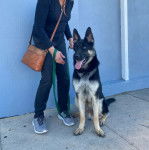 Un King Shepherd au pelage bicolore, assis et qui est tenu en laisse par une femme