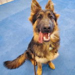 Un King Shepherd au pelage tricolore assis,  tirant la langue et qui est tenu en laisse 