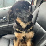 Un King Shepherd au pelage bicolore, assis sur le siège d'une voiture et regardant la caméra