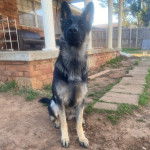 Un King Shepherd au pelage bicolore , assis sur une surface sableuse et regardant la caméra