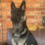 Un King Shepherd au pelage bicolore , assis sur un canapé et semblant détendu 