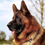Un King Shepherd au pelage fauve et au masque noir , la langue légèrement pendante et portant un collier autour du cou