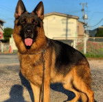 Un King Shepherd au pelage bicolore, debout sur une route, la langue légèrement pendante et portant une laisse.