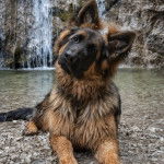 Un King Shepherd au pelage bicolore, allongé sur le bord d’une cascade et inclinant la tête pour regarder la caméra.