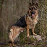 Un King Shepherd au pelage bicolore , debout sur une pierre , la langue pendante hors de sa gueule et portant un collier autour du cou
