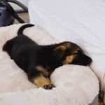 Un King Shepherd au pelage bicolore , allongé dans un couchage blanc et semblant dormir 