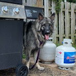 Un King Shepherd au pelage bicolore , tirant la langue , portant une laisse et est sous un matériel de barbecue