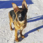 Un King Shepherd au pelage bicolore, debout sur une surface enneigée et regardant la caméra.