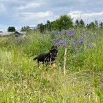 Un King Shepherd au pelage bicolore , courant sur un terrain herbeux , la langue pendante hors de sa gueule