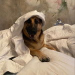 Un King Shepherd au pelage bicolore , allongé dans un lit , la gueule ouverte et ayant un drap sur la tête