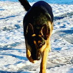 Un King Shepherd au pelage bicolore , marchant sur une surface enneigée et regardant la caméra