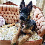 Un King Shepherd au pelage bicolore, allongé sur un canapé et portant un collier autour du cou 