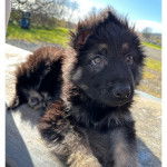 Un King Shepherd allongé sur un muret et regardant vers le haut 