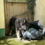 Un King Shepherd au pelage bicolore , debout sur un sol bétonné et reniflant un sac 