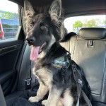 Un King Shepherd au pelage bicolore , assis sur le siège d'une voiture , la langue pendante hors de sa gueule et portant un harnais 