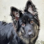 Un King Shepherd au pelage bicolore et aux oreilles dressées , regardant la caméra