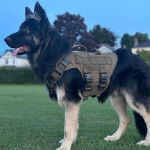 Un King Shepherd au pelage bicolore , debout sur une pelouse la langue pendante hors de sa gueule et portant un harnais 