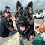 Un King Shepherd tirant la langue et portant une laisse