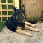 Un King Shepherd au pelage bicolore , allongé sur une surface en béton et regardant la caméra 