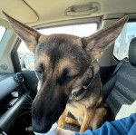 Un King Shepherd aux oreilles dressées , assis sur le siège d'un véhicule et portant un collier auto