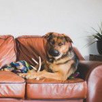 Un King Shepherd au pelage bicolore , allongé dans un canapé et regardant la caméra 