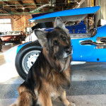 Un King Shepherd au pelage bicolore et aux oreilles dressées , assis sur un sol bétonné 