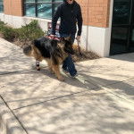 Un King Shepherd au pelage bicolore , marchant sur un sol bétonné ,portant une chaussette sur sa patte arière  et tenu en laisse par un homme 